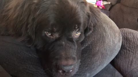 Newfoundland tries to fool owner with sad puppy eyes