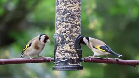 Goldfinches bird Eating