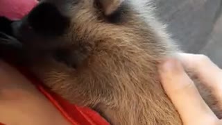 Koopur-Our Pet Raccoon-Sweet baby raccoon lovin'!