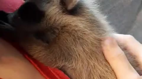 Koopur-Our Pet Raccoon-Sweet baby raccoon lovin'!