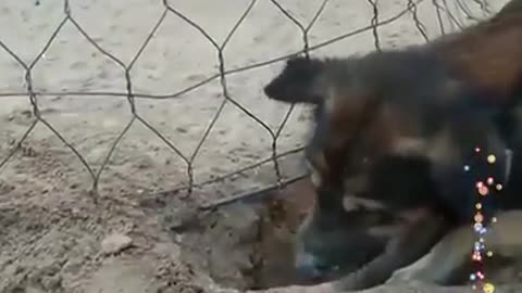 A loyal dog rescues a monkey from an iron cage