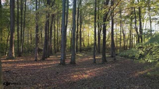 DJI Mini 3 Pro - Through The Woods In The Evening 10/25/23