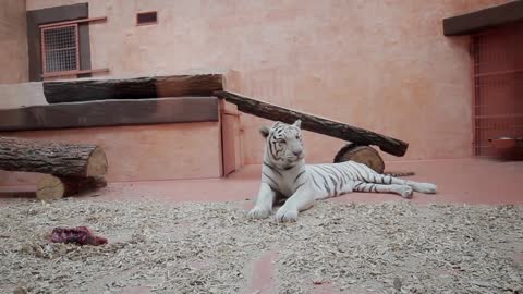 White tiger went to sleep. Tiger in a zoo