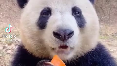 I want panda now it look so Cute baby...