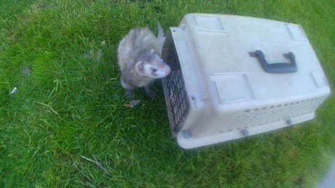 Ferret On The Loose At City Center