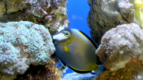 beautiful fishes - funny fishes