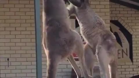 Kangaroo fight🥊