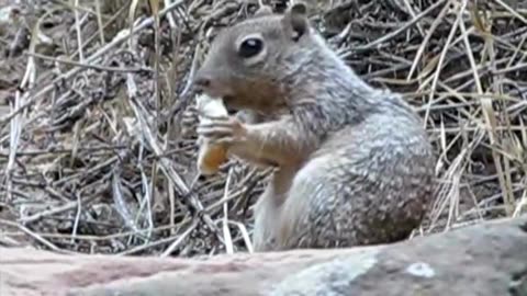 A squirrel eating bread like a human.