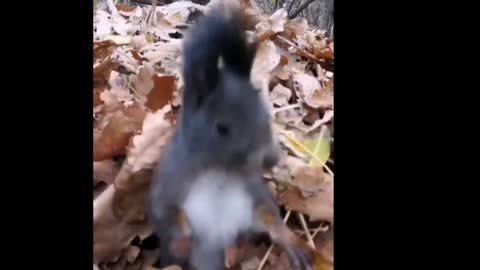 Crazy Squirrel with the BIGGER NUT