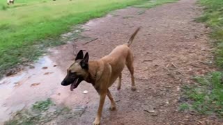 Dog plays tag with playmates, colt and poodle.