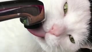 funny way this cat trying to drink water