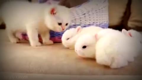 Baby cute cat and Rabbit cute video#justcool