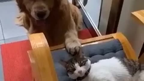 Dog loves the cat