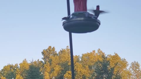 Hummingbird feeder