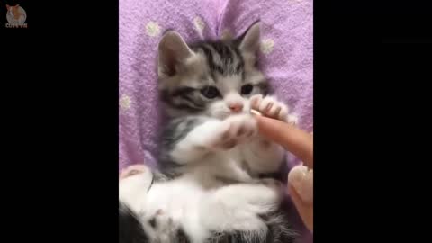 Super Cute & Playful Kittens In The World