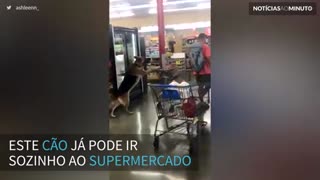 Cão é filmado ‘fazendo compras’ em supermercado