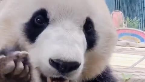 Funny panda eating bamboo