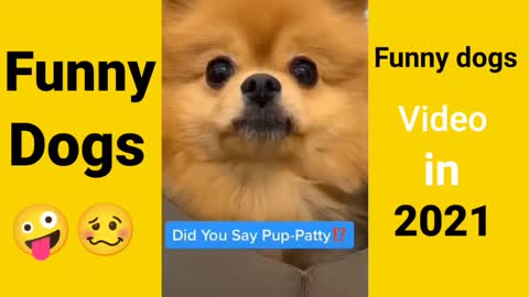 Funny dog are very funny🤣🤣|| The Best funny dog video in 2021😙