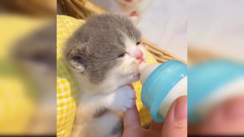 Baby Cats - Cute and Funny Cat Videos Compilation #40