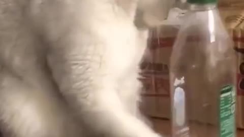 Cats Funny Videos 🐈❤️
