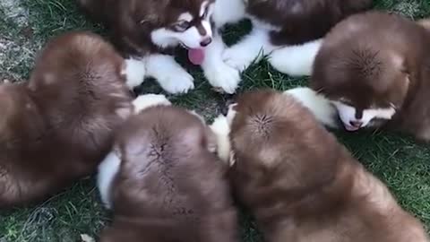 Cute and funny animals