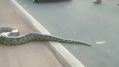 Giant Anaconda crossing the highway in Brazil
