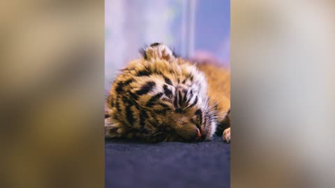 Dallas Zoo Announces Birth Of Cute Tiger Cub With Heartmelting Video Of It Gently Nodding Off