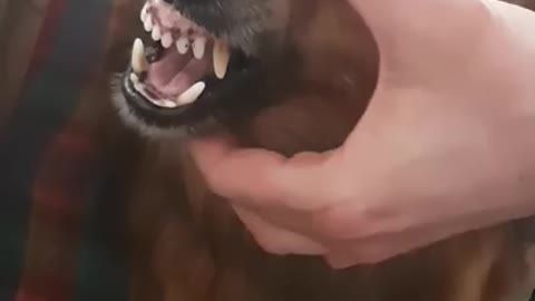 Funny dog