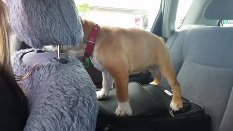 Bulldog Puppy Suitcase Surfing