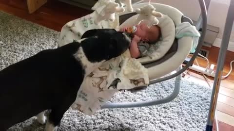 THE DOG TAKES THE PACIFIER FROM THE BABY