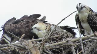 Mother Osprey Feeding Babies @ Venus Ranch