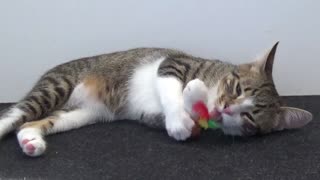 Adorable Small Cat Plays and Licks a Toy