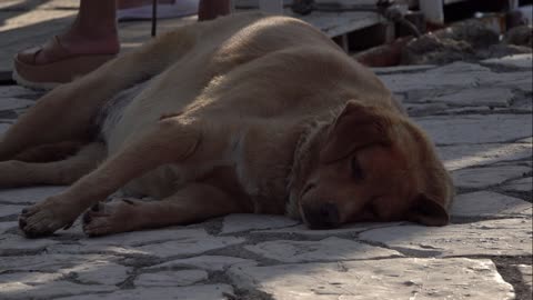 A labrador wants to take a nap in the middle of a crowded and noisy boulevard.