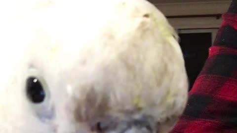 George the Yellow Crested Cockatoo (2)