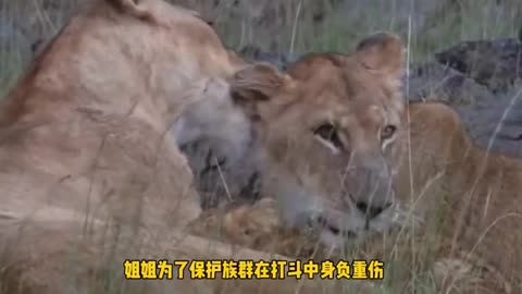 poor mother lion