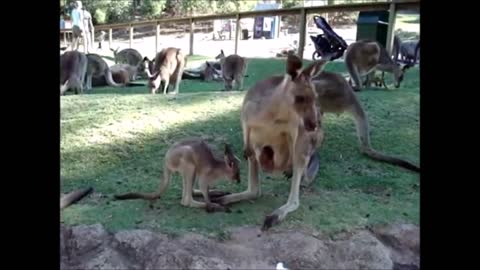 Funny Baby Kangaroo Cute Viral Compilation