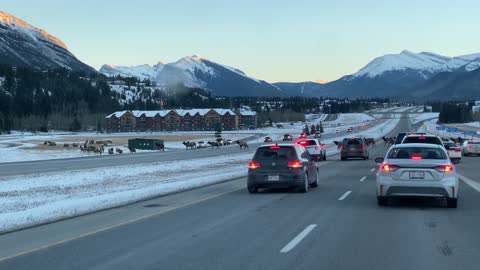 Over 80 Elk Crossing Canmore Highway with Police Escort