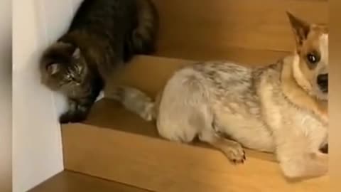 Cat Vs Dog | Cat and Dog Fight #Comedy #Zilli #Popular #Tranding