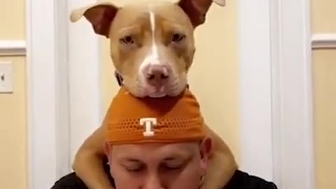 His love language is cuddles!🥺❤️ #dogsoftiktok #tiktok #dog #cute #pitbull #Shorts #Viral