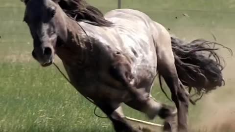 Horse riding motivational videos #shorts #short