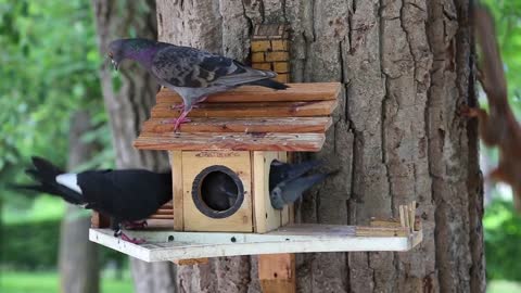 Pigeon stuck in a birdhouse. Squirrel and friends try to help him