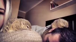 Rescue squirrel and her baby groom their owners
