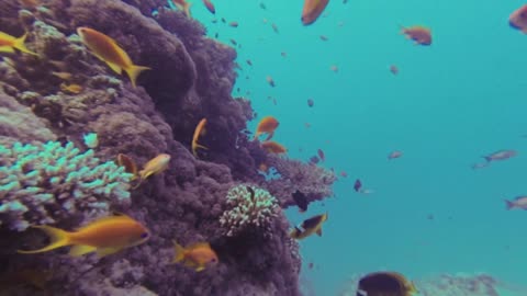 Fish and Coral reef Underwater