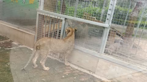 Two tigers talking together