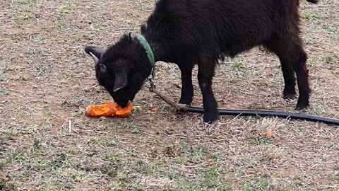 Carrot-eating black goat