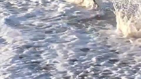 DOG AGAINST THE WAVES / FUNNY VIDEO