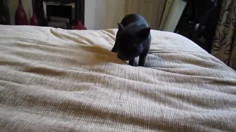 Funny Black Pig