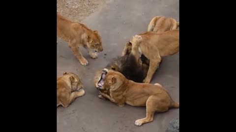 Male Loin Harassed By Female Loins Badly