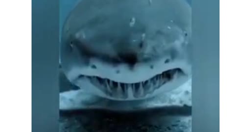 Scary great white shark
