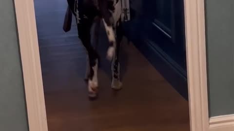 Adorable Great Dane doesn't want to give parcell to owner. So funny !